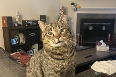 Este gato callejero encontró una familia por milagro, ¿cómo lo hizo?