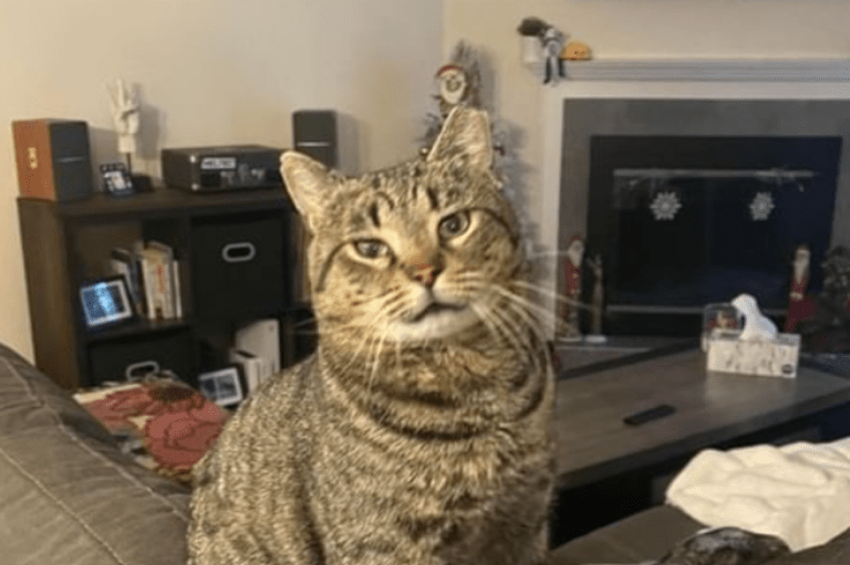 Este gato callejero encontró una familia por milagro, ¿cómo lo hizo?