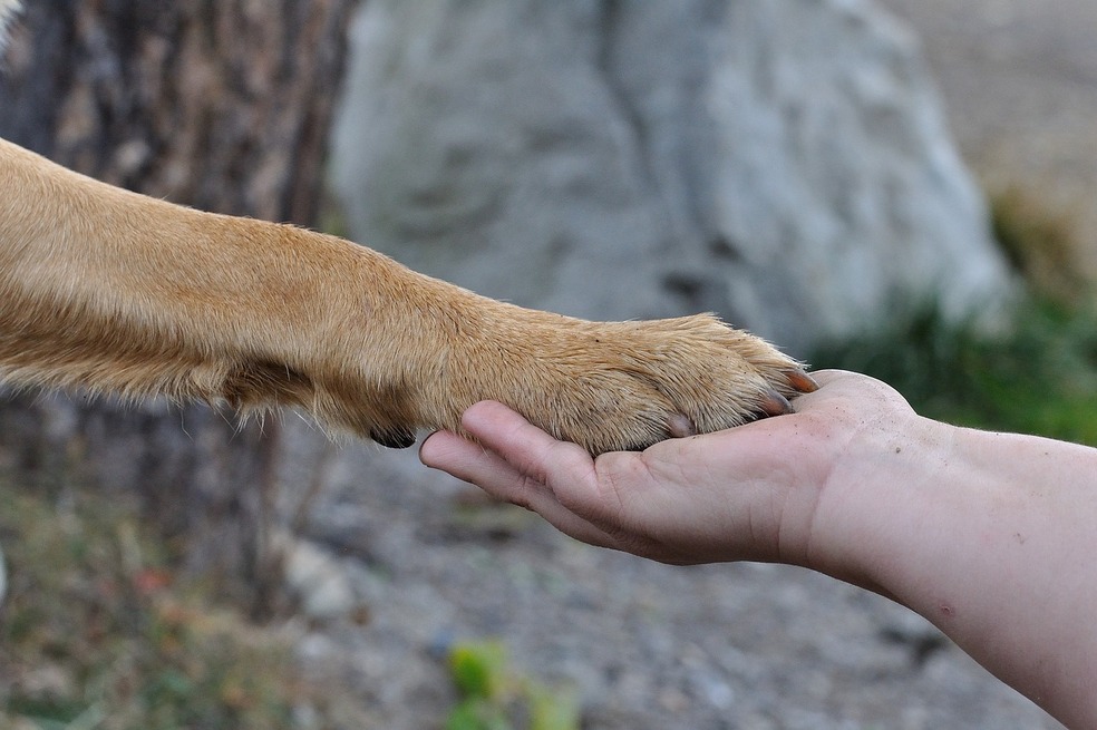 Reencuentro perro