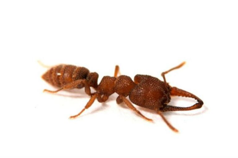 Un pequeño insecto es el animal más rápido de la naturaleza: 320 km/h