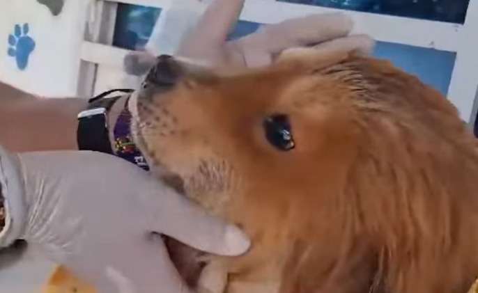 Rescatan a un perro que había sido arrojado dentro de un costal en río de Caquetá