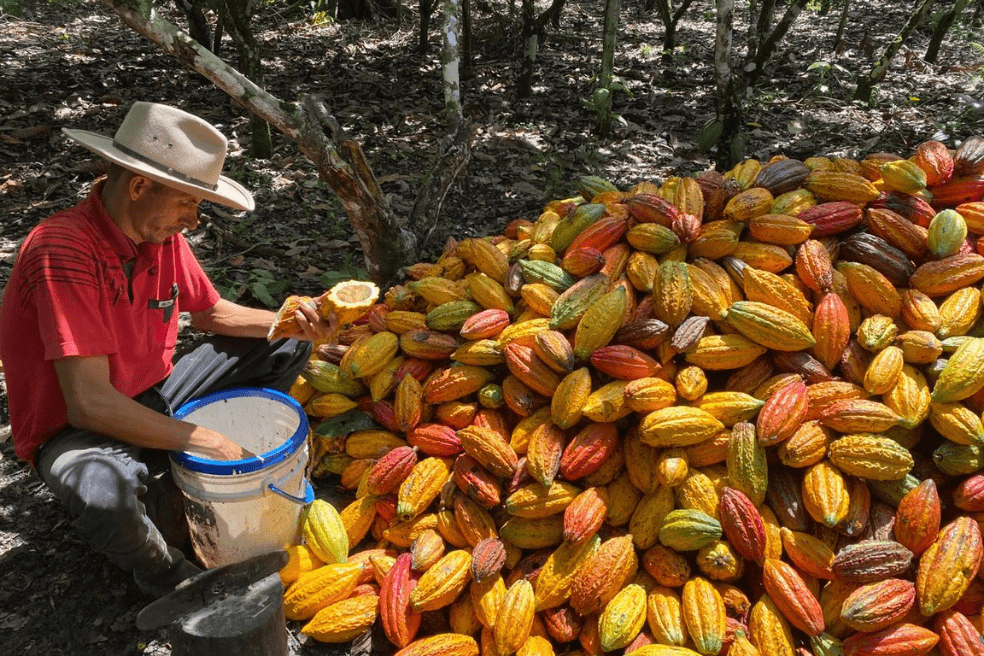El cacao es de gran importancia para el agro en la Orinoquía, el 1.4% de los cultivos permanentes en Arauca son de este fruto.
