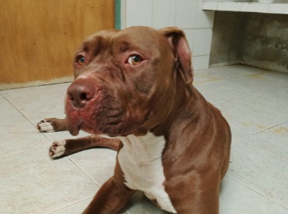 Querían usar a Morgan para peleas de perros, pero él solo busca una familia que lo ame