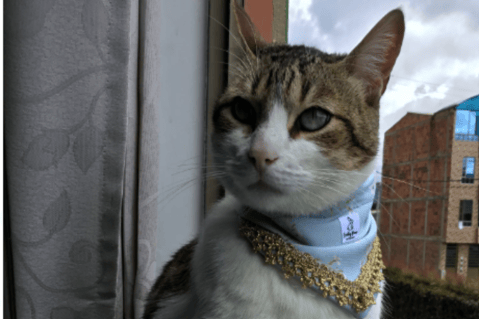“Lucky paw”: pañoletas para animales que unen la moda y el amor por su mascota