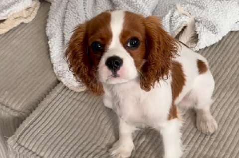 Claves para identificar si los cachorros se sienten tranquilos en su nuevo hogar