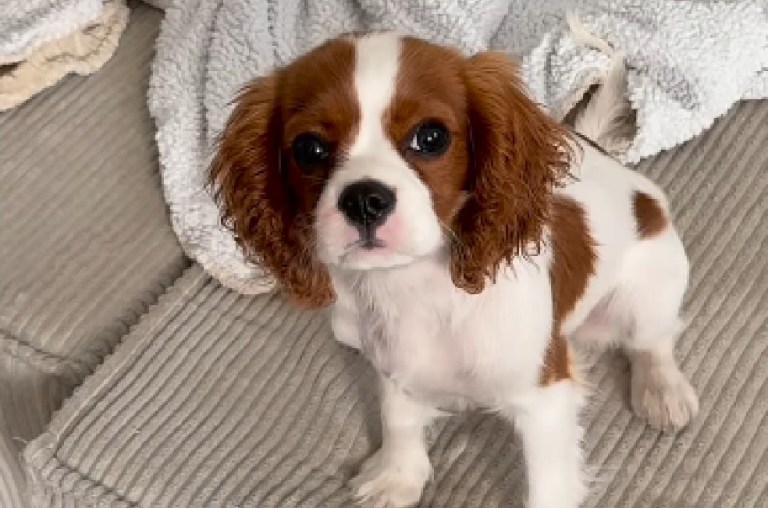 Claves para identificar si los cachorros se sienten tranquilos en su nuevo hogar