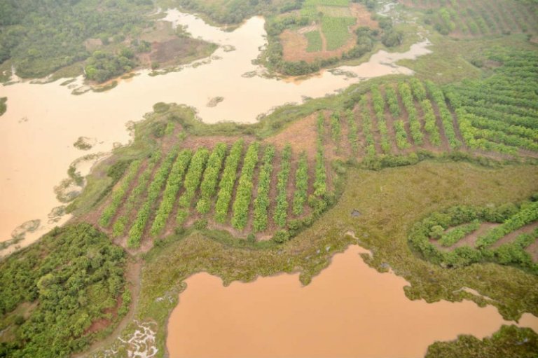 Construir una Gran Muralla Verde en 30 países, la propuesta de la FAO