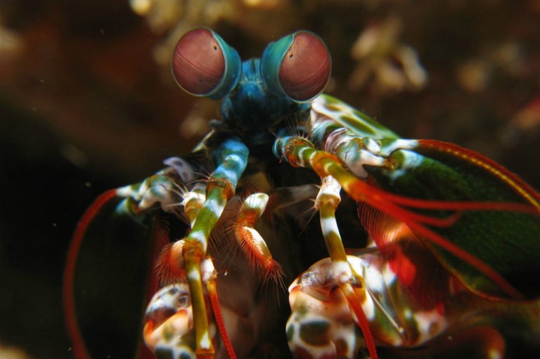 Esta criatura podría tener los ojos más extraños del reino animal