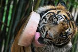 ¿Qué impacto tiene en los animales de zoológico la presencia de los visitantes?