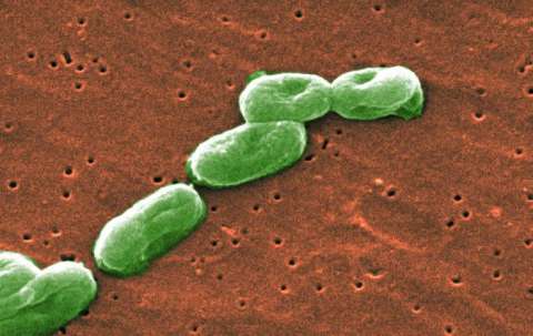 Invima pide no administrar este medicamento por brote de infecciones por Burkholderia