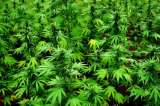 Farmacias uruguayas venderán marihuana antes de 2016