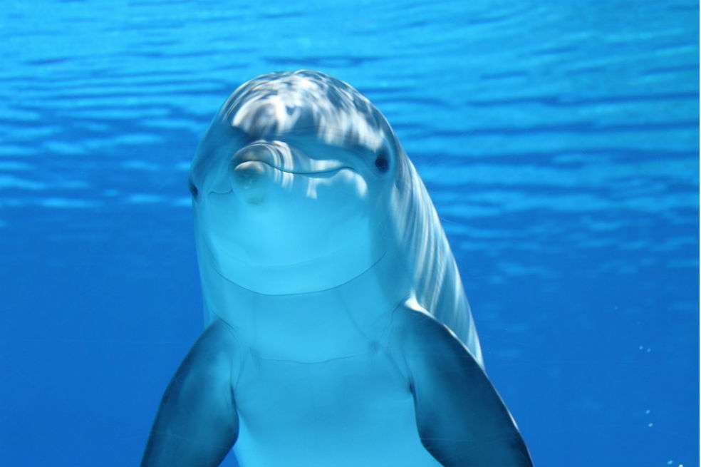 De acuerdo con la investigación, los delfines se relacionan con lenguajes complejos, y establecen entre ellos alianzas para conseguir alimento. / Pixabay