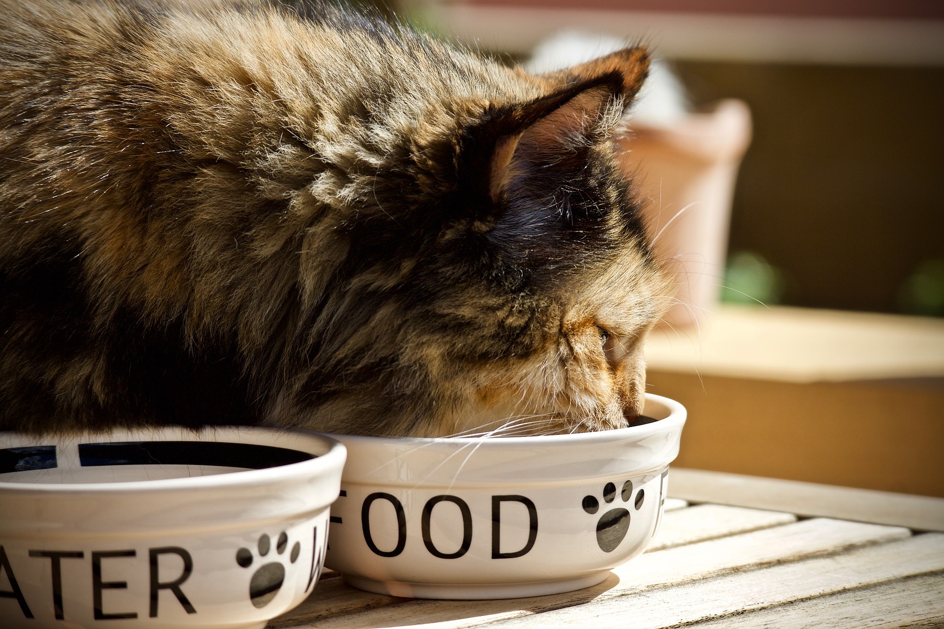 Imagen de gato comiendo.