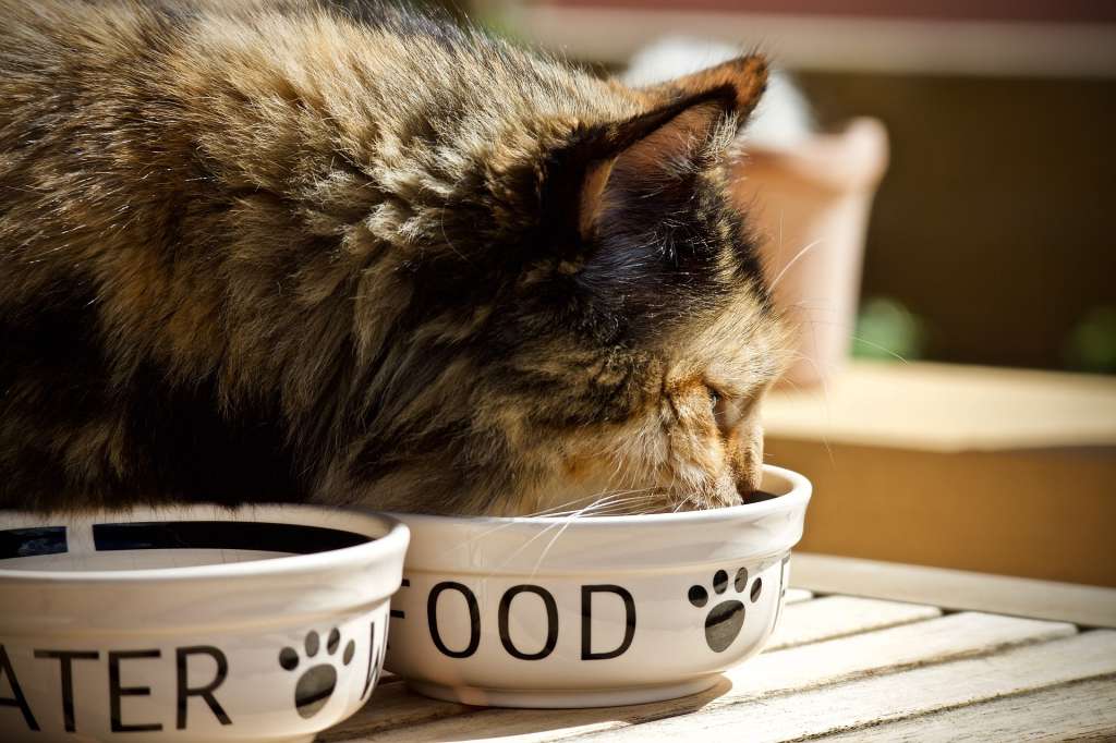 Imagen de gato comiendo.