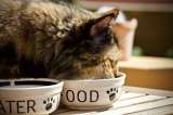 ¿Qué pasa si los gatos comen huevo?