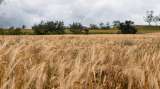 En Boyacá está el primer proyecto de agricultura regenerativa del Foro E. Mundial