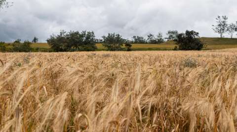 En Boyacá está el primer proyecto de agricultura regenerativa del Foro E. Mundial