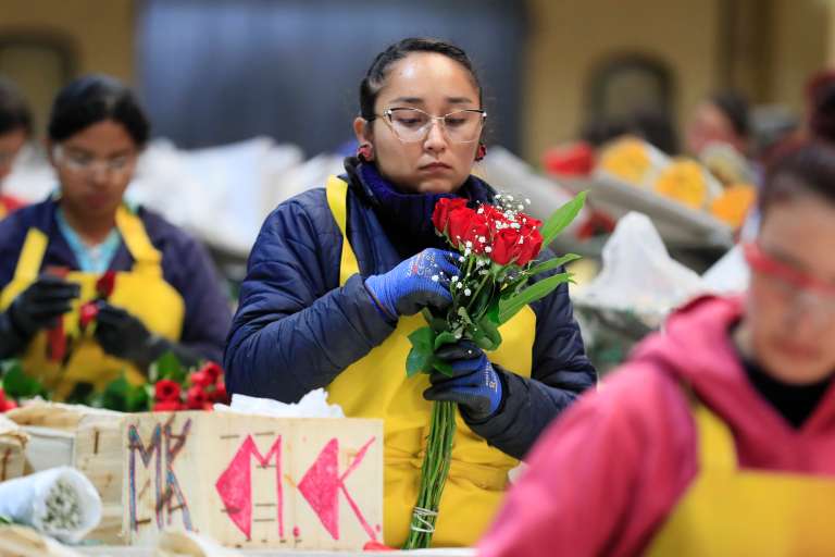ACOMPAÑA CRÓNICA: COLOMBIA SAN VELNTÍN - AME8405. CHÍA (COLOMBIA), 12/02/2024.- Una mujer trabaja en el empaque de rosas el 31 de enero de 2024, en la hacienda Mongibello en Chía, Cundinamarca (Colombia). De los 700 millones de rosas que Colombia envía cada año a floristerías de todo el mundo por San Valentín, nuevas variedades han nacido de mezclas que resultan en colores morados, rosados o anaranjados, todos ellos especiales y únicos en el mundo. Las variedades de rosas colombianas que se exportan para ser regaladas en Estados Unidos, Japón, Canadá, Reino Unido o España, entre otros países, tienen derechos de propiedad intelectual a nombre de los creadores originales de las variedades, a los que la industria llama 'breeders' (criadores). EFE/ Carlos Ortega