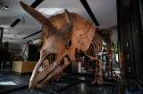 Subastan los fósiles del triceratops más grande conocido. La ciencia lo lamenta