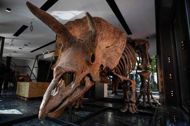 Subastan los fósiles del triceratops más grande conocido. La ciencia lo lamenta