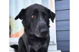 La foto de un perro 10 años después en el mismo lugar que conmovió a miles en redes sociales