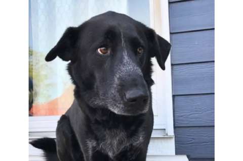 La foto de un perro 10 años después en el mismo lugar que conmovió a miles en redes sociales