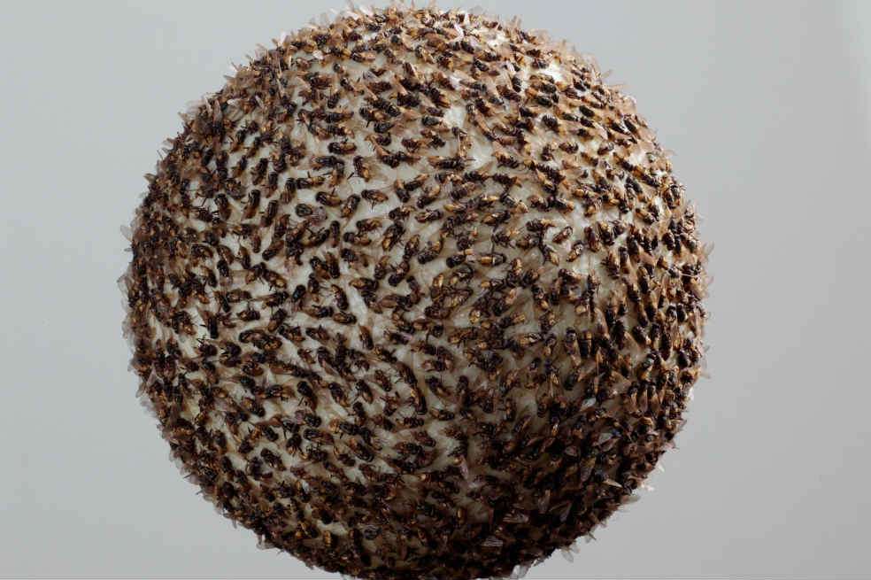‘Sol negro’ (1990). María Fernanda Cardoso. Moscas domésticas embalsamadas, acrílico, poliestireno y metal. / Cortesía Casa Daros