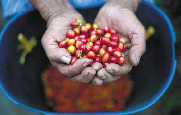 Créditos para caficultores: ¿cuántos se han tramitado en 2024?