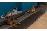 Refugio abrirá sus puertas este domingo para incentivar la adopción responsable de animales