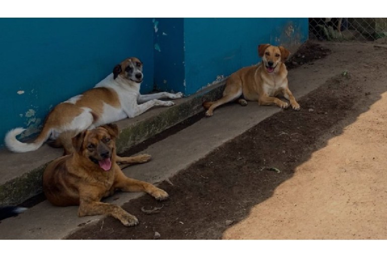 Refugio abrirá sus puertas este domingo para incentivar la adopción responsable de animales