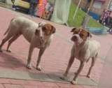 Usaban a estos perros en peleas ilegales en Bogotá: hoy luchan por sobrevivir
