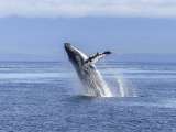 Prográmese: Ecuador abre la temporada de avistamiento de ballenas jorobadas