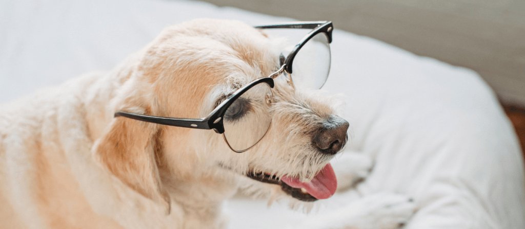 Razas de perros: estas son las 5 más inteligentes