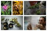 Así se cultiva marihuana legal en Bogotá