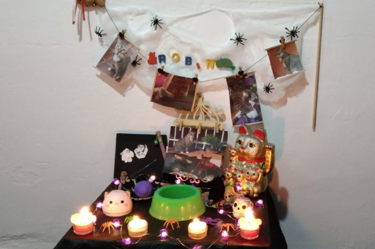 Día de muertos de mascotas 2023: ¿cuándo se pone y qué debe llevar el altar?