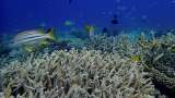 Mortalidad de corales en la Gran Barrera de Coral se debe a ciclones y calor extremo