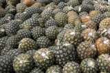 Producción de piña, la cadena productiva que impulsa la competitividad en Meta