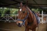 ¿Cuánto vale el caballo más caro del mundo en pesos colombianos?