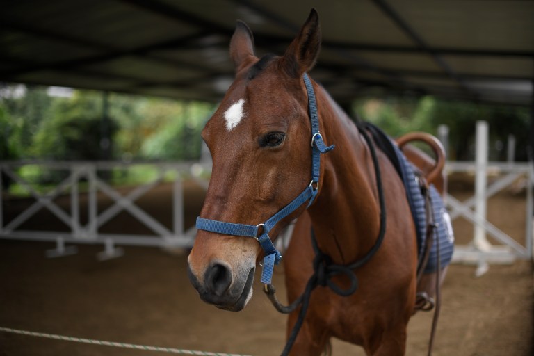 Accidente en Tuluá: camión con caballos de Faustino Asprilla se volcó en la vía