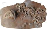 El “tramuntanasaurio”, la nueva especie de reptil que vivió hace 270 millones de años