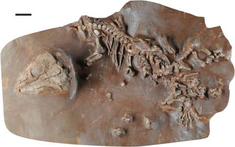 El “tramuntanasaurio”, la nueva especie de reptil que vivió hace 270 millones de años