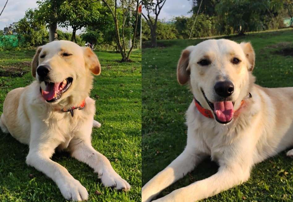 El perrito estaba visiblemente afectado: tenía heridas en sus patas traseras, su piel estaba dañada y estaba infestado de pulgas.