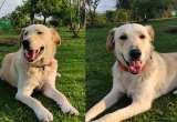 Polo sigue esperando un hogar: su gran tamaño le ha impedido ser adoptado