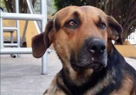 Despiden con desfile a Toby, el perrito más querido de un pueblo: buscan hacerle una estatua