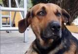 Despiden con desfile a Toby, el perrito más querido de un pueblo: buscan hacerle una estatua