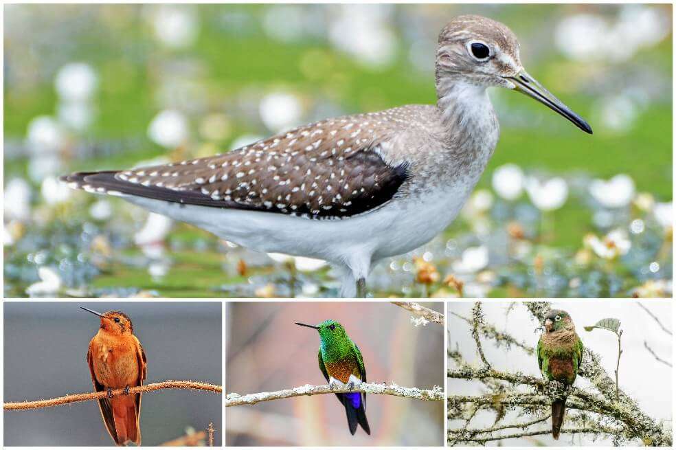 Este año se realizará la Feria Internacional Birdfair Colombia en Cali y tendrá como eje central la conservación de las aves migratorias. / Tomada del libro "la magia de las aves de Chingaza".
