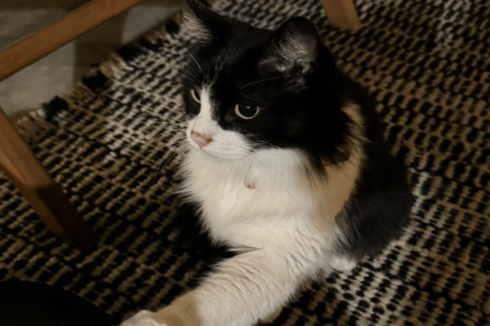 Gato blanco y negro