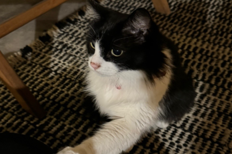 La inteligencia felina en acción: gato rescatado logra abrir microondas