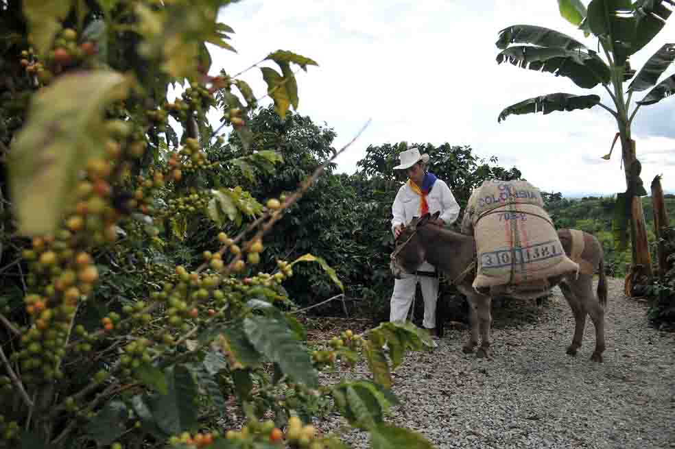 Unas 550.000 familias están recibiendo más plata por su carga de café. / David Campuzano