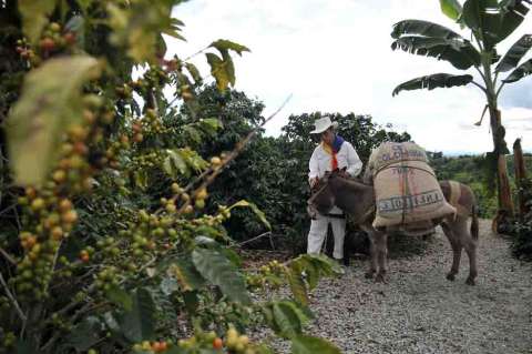 Cafeteros: "minibonanza" con sabor agridulce